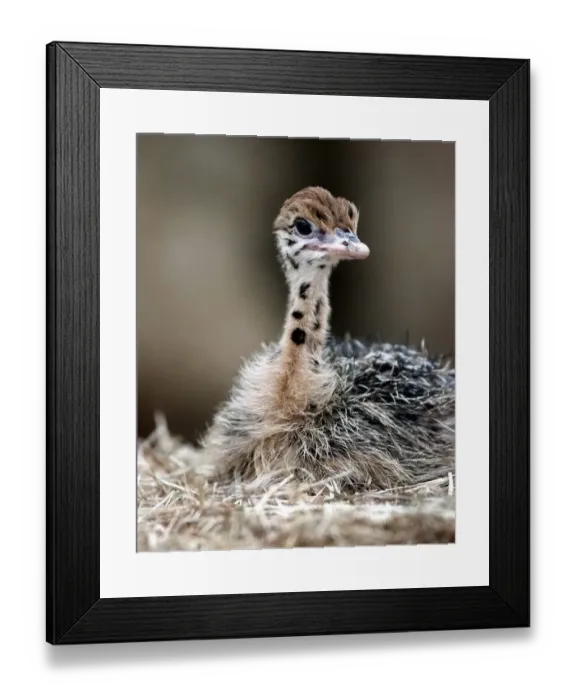 Framed Print : The baby Ostrich at the West Midland Safri Park born to one of the rescued birds Framed Print : The baby Ostrich at the West Midland Safri Park born to one of the rescued birds