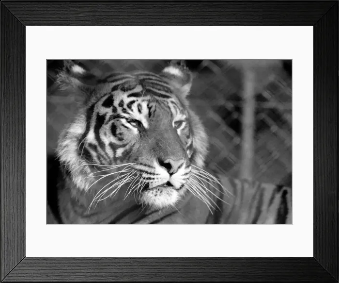 Framed Print : Zoo: Tigers and Cubs. February 1975 75-01170-007 Framed Print : Zoo: Tigers and Cubs. February 1975 75-01170-007