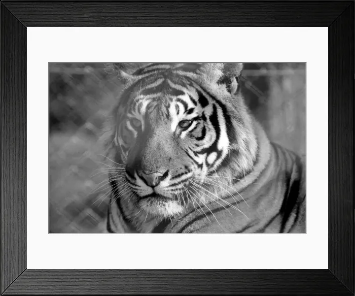 Framed Print : Zoo: Tigers and Cubs. February 1975 75-01170-010 Framed Print : Zoo: Tigers and Cubs. February 1975 75-01170-010