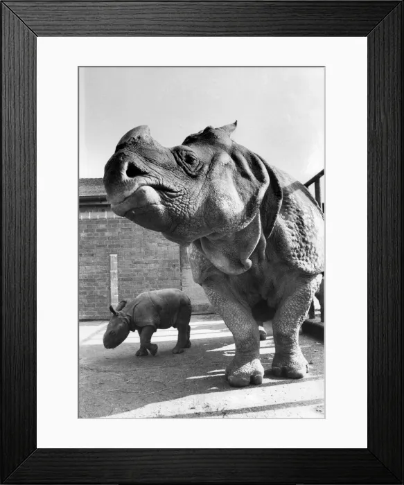 Framed Print : Bheema : On the 9th of March this year, a long awaited event took place at Whipsnade Framed Print : Bheema : On the 9th of March this year, a long awaited event took place at Whipsnade