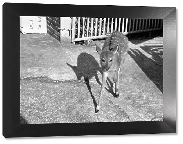 Zoo: Antelope. February 1975 75-01170-018