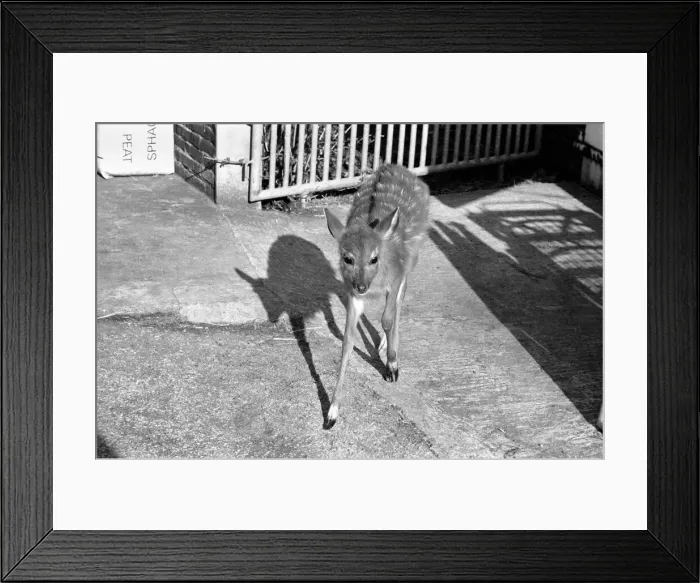Framed Print : Zoo: Antelope. February 1975 75-01170-018