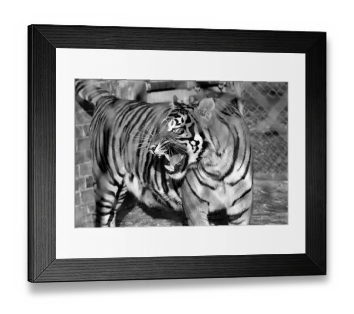 Framed Print : Zoo: Tigers and Cubs. February 1975 75-01170-012