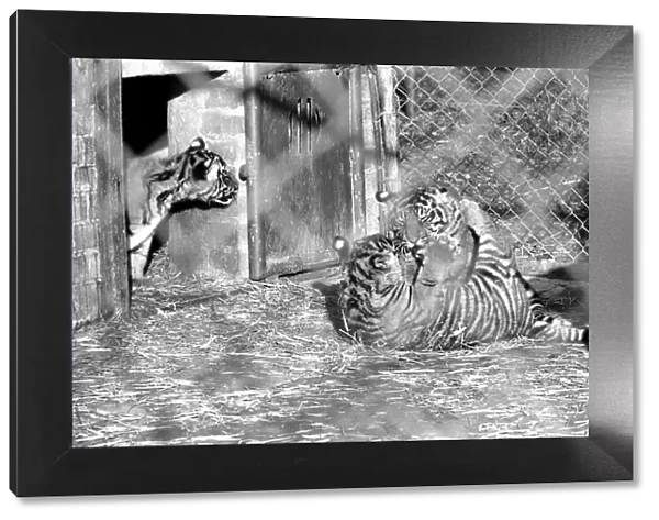 Zoo: Tigers and Cubs. February 1975 75-01170-016