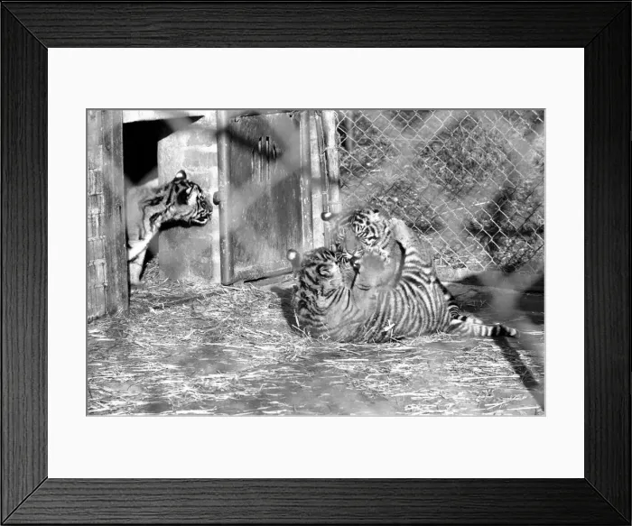 Framed Print : Zoo: Tigers and Cubs. February 1975 75-01170-016 Framed Print : Zoo: Tigers and Cubs. February 1975 75-01170-016
