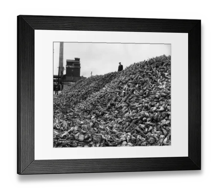 Framed Print : Mountain of Sugar Beet outside Brigg Sugar Factory: Great hills of sugar beet like this