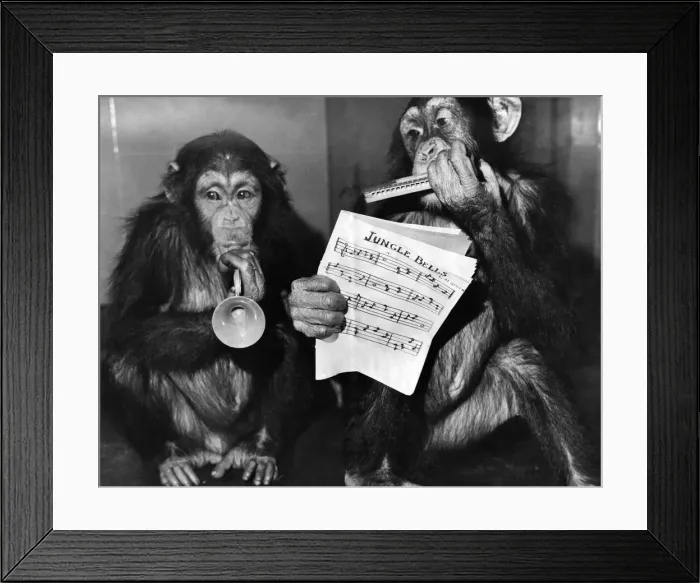 Framed Print : Fifi'and Lulu'the London Zoo Framed Print : Fifi'and Lulu'the London Zoo