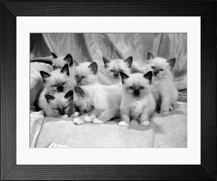 Framed Print : Views: Cats. August 1966 P005157 Framed Print : Views: Cats. August 1966 P005157