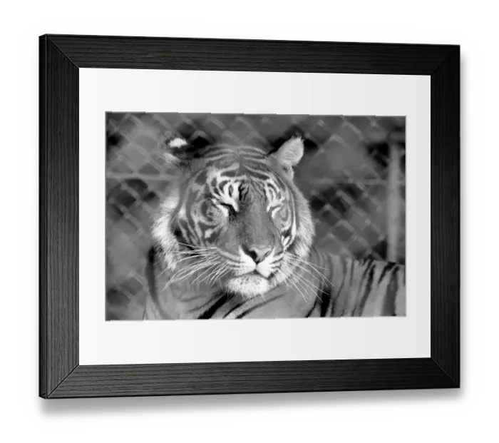 Framed Print : Zoo: Tigers and Cubs. February 1975 75-01170-014 Framed Print : Zoo: Tigers and Cubs. February 1975 75-01170-014