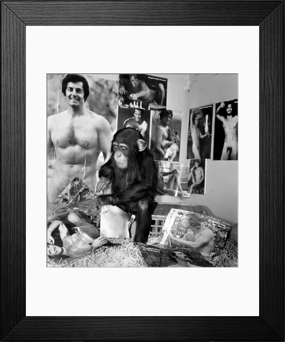 Framed Print : Dudley Zoo: Animals: Ko Ko the chimpanzee. January 1975 75-00329-004 Framed Print : Dudley Zoo: Animals: Ko Ko the chimpanzee. January 1975 75-00329-004