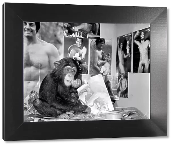 Dudley Zoo: Animals: Ko Ko the chimpanzee. January 1975 75-00329-005