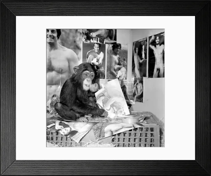 Framed Print : Dudley Zoo: Animals: Ko Ko the chimpanzee. January 1975 75-00329-005 Framed Print : Dudley Zoo: Animals: Ko Ko the chimpanzee. January 1975 75-00329-005