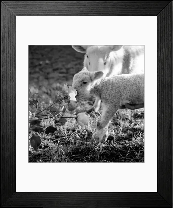 Framed Print : Animals - Flowers - Spring - Cute: Youngs lambs. December 1974 74-7623-013 Framed Print : Animals - Flowers - Spring - Cute: Youngs lambs. December 1974 74-7623-013