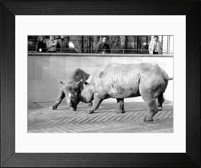 Framed Print : Black Rhinos Rupert and Thelma at Bristol Zoo. January 1975 75-00379-005