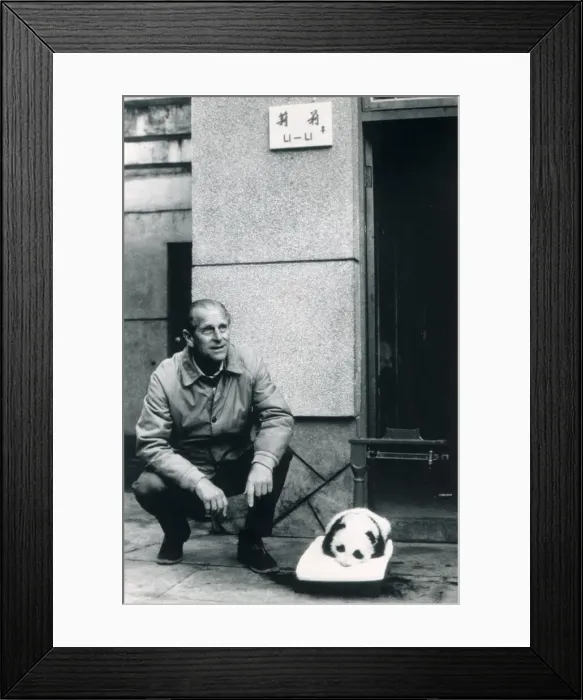 Framed Print : Prince Philip, Duke of Edinburgh, seen here with panda cub Li Li during his visit to Framed Print : Prince Philip, Duke of Edinburgh, seen here with panda cub Li Li during his visit to