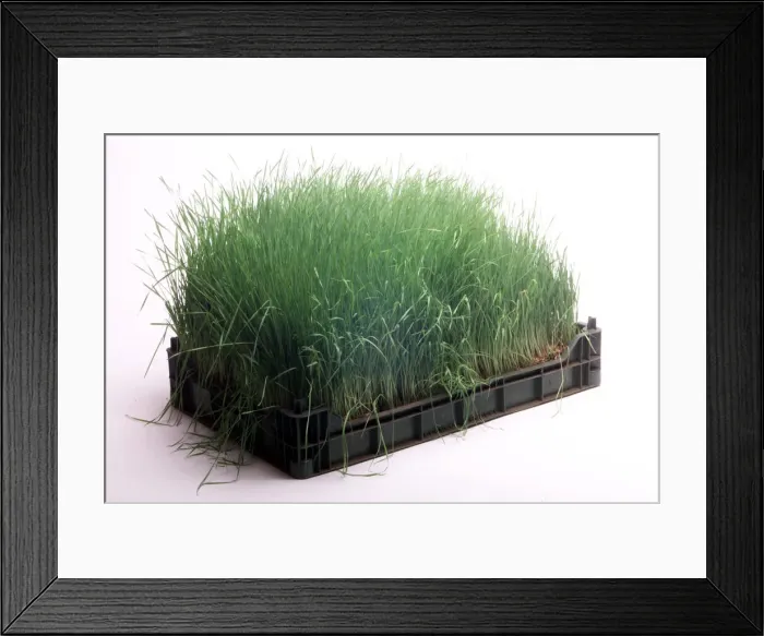 Framed Print : Tray of Organically Grown Grass August 1999 weby Framed Print : Tray of Organically Grown Grass August 1999 weby