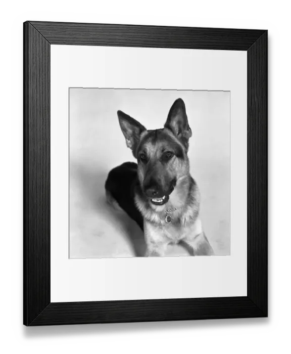 Framed Print : Alsatian dog actor Saxon. February 1975 S75-0718-001 Framed Print : Alsatian dog actor Saxon. February 1975 S75-0718-001