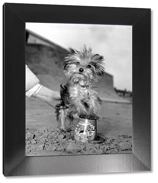 Yorkshire Terrier Dog on beach. April 1961 P2130-009
