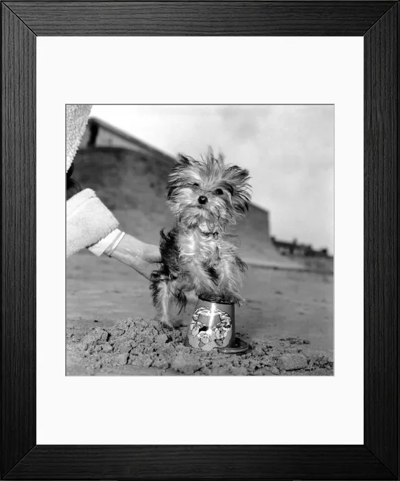 Framed Print : Yorkshire Terrier Dog on beach. April 1961 P2130-009 Framed Print : Yorkshire Terrier Dog on beach. April 1961 P2130-009