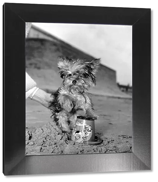 Yorkshire Terrier Dog on beach. April 1961 P2130