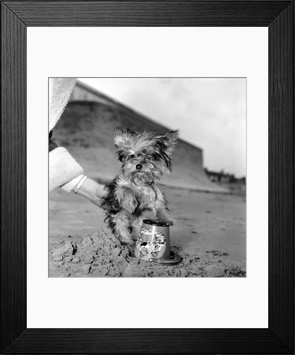 Framed Print : Yorkshire Terrier Dog on beach. April 1961 P2130