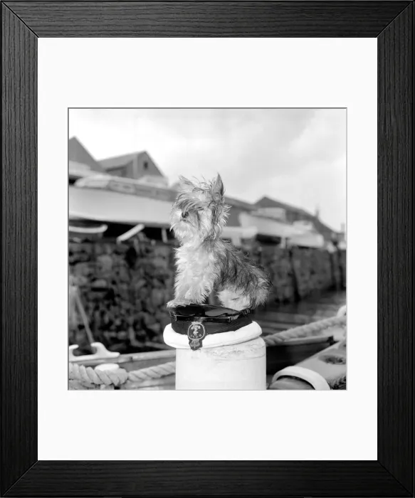 Framed Print : Yorkshire Terrier Dog on beach. April 1961 P2130-005 Framed Print : Yorkshire Terrier Dog on beach. April 1961 P2130-005