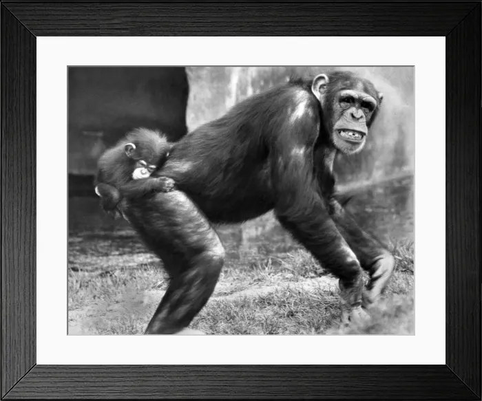 Framed Print : Animals: Chimpanzees: When you re a baby chimp, you have to hang on like grim death Framed Print : Animals: Chimpanzees: When you re a baby chimp, you have to hang on like grim death