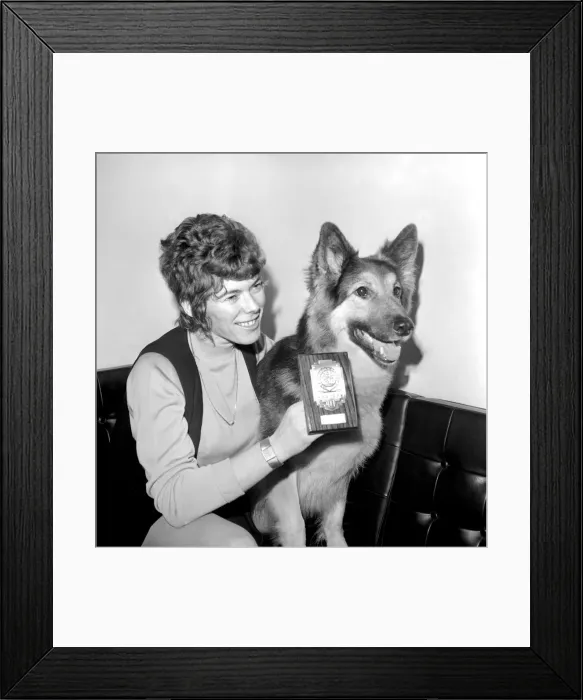 Framed Print : Sheba The Alsation who raised the alarm of fire at the Crofton Hotel, Queens gate