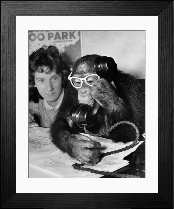 Framed Print : Animals: Chimpanzees. August 1960 Framed Print : Animals: Chimpanzees. August 1960