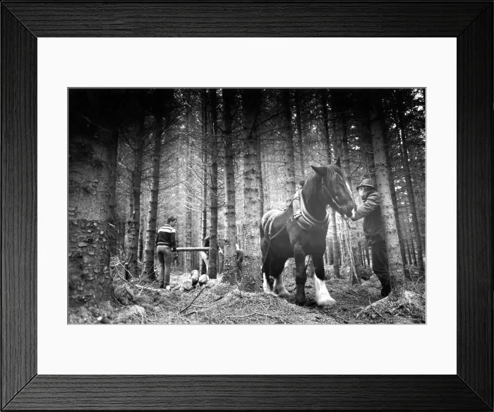 Framed Print : Shire power; another day at work for Arthur the Shire horse as he prepares to bring out