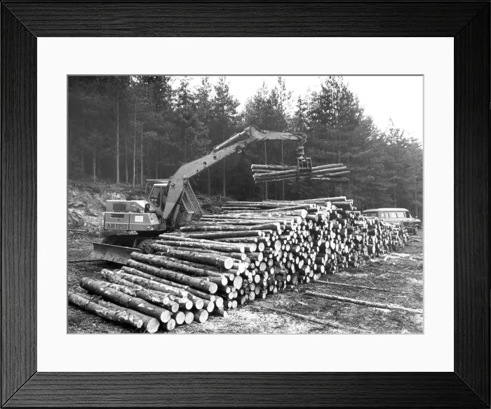 Framed Print : Cut timber being stored ready for collection in 1981 Framed Print : Cut timber being stored ready for collection in 1981