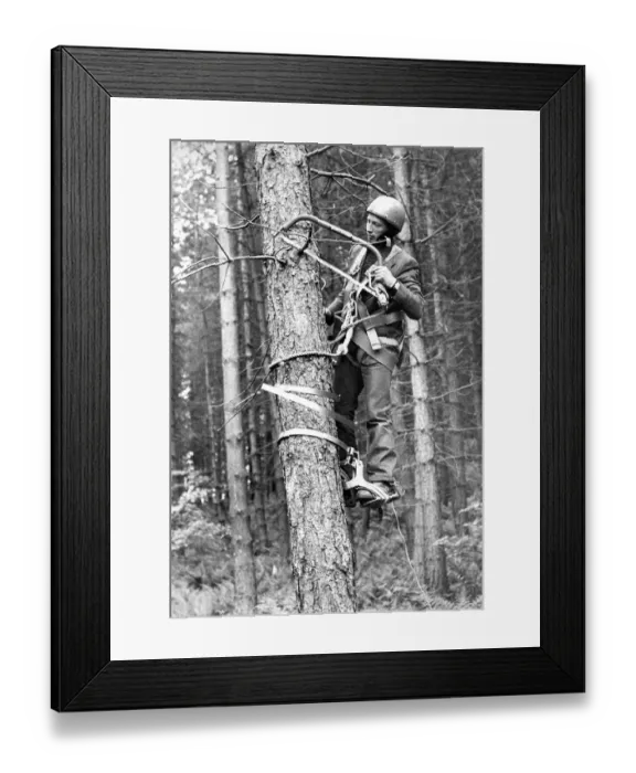 Framed Print : Forestry worker Alan Page, of Rowlands Gill, demonstrates a tree bicycle at Chopwell Framed Print : Forestry worker Alan Page, of Rowlands Gill, demonstrates a tree bicycle at Chopwell
