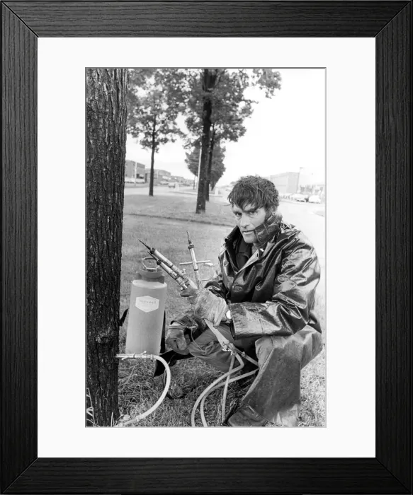 Framed Print : Estate worker Stan Chesteron turns tree surgeon and injects Framed Print : Estate worker Stan Chesteron turns tree surgeon and injects