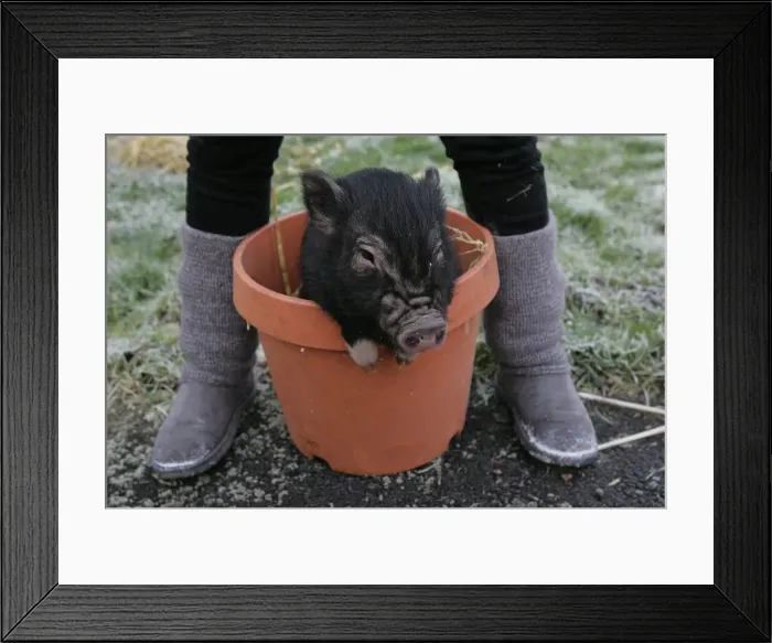 Framed Print : German Micro Pig the latest arrival at Whitehouse Farm Framed Print : German Micro Pig the latest arrival at Whitehouse Farm