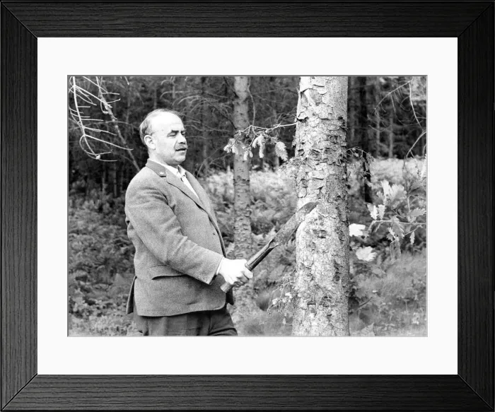 Framed Print : A forestry worker marking the trees for felling with a lethal looking instrument in 1970 Framed Print : A forestry worker marking the trees for felling with a lethal looking instrument in 1970