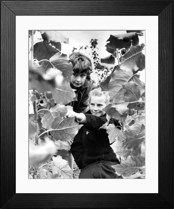 Framed Print : Lynne Bowman and Dorothy Brydon, both aged ten, take a close look at youg trees in early Framed Print : Lynne Bowman and Dorothy Brydon, both aged ten, take a close look at youg trees in early