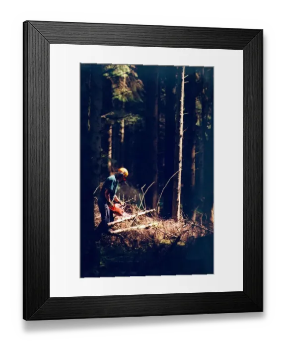 Framed Print : Forestry worker Mike Sanderson helping to bring in the record harvest at Keilder in 1998 Framed Print : Forestry worker Mike Sanderson helping to bring in the record harvest at Keilder in 1998