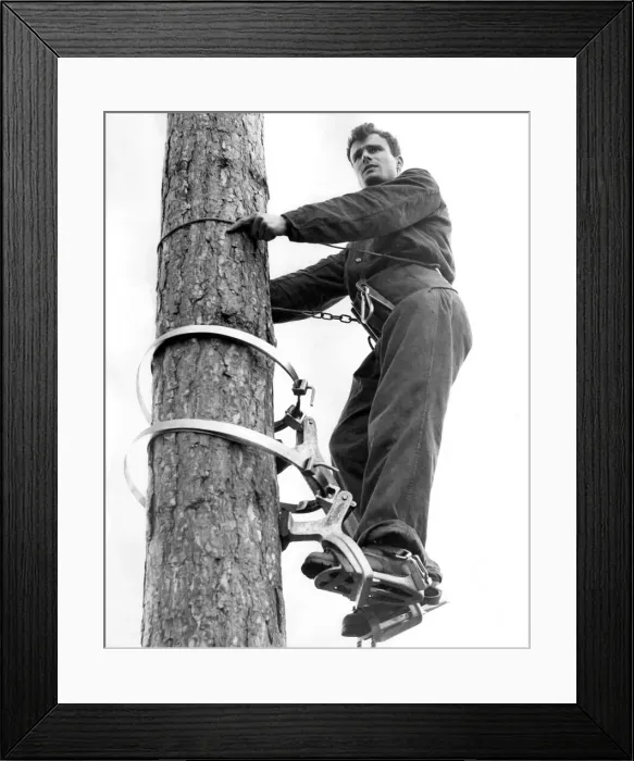 Framed Print : On top of a 62 foot high Corsican pine with a panoramic view was 23 year old Ken Mosley Framed Print : On top of a 62 foot high Corsican pine with a panoramic view was 23 year old Ken Mosley