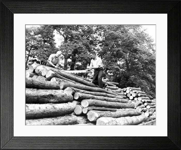 Framed Print : Lunberjacks at the Nunwick Estate Sawmills on the North Tyne Framed Print : Lunberjacks at the Nunwick Estate Sawmills on the North Tyne