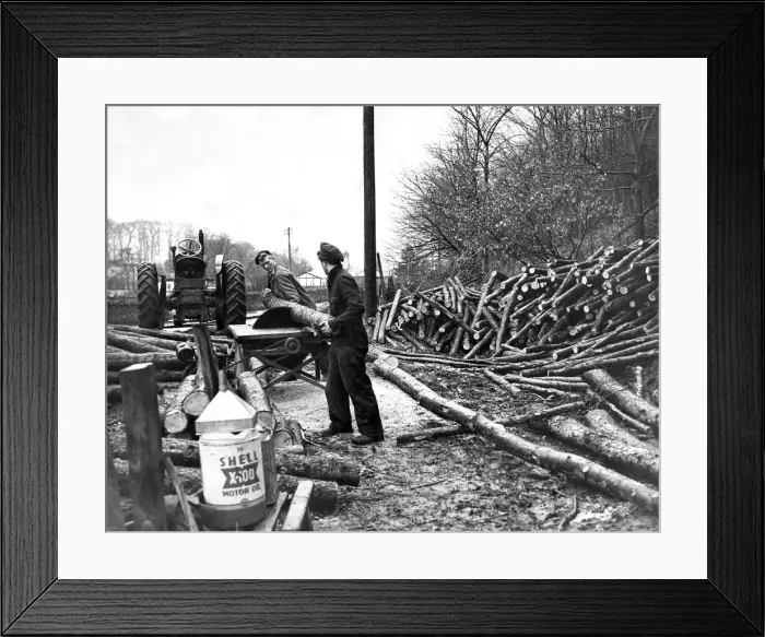 Framed Print : Lumberjacks using a mechanical saw to cut through the lumber in 1954 Framed Print : Lumberjacks using a mechanical saw to cut through the lumber in 1954