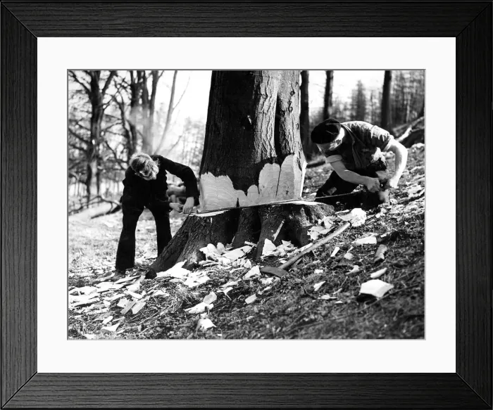 Framed Print : Forestry workers cross cutting a tree in 1950 Framed Print : Forestry workers cross cutting a tree in 1950