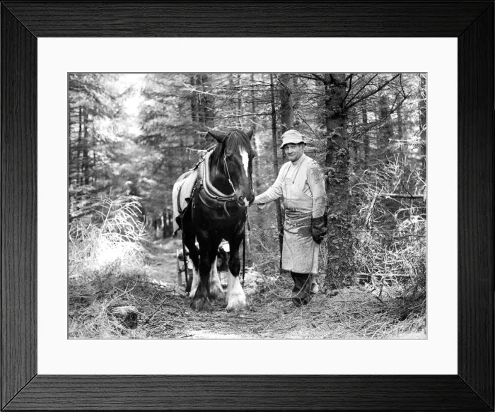 Framed Print : Arthur the carthorse hauling felled timber through tightly packed forest with his owner Framed Print : Arthur the carthorse hauling felled timber through tightly packed forest with his owner
