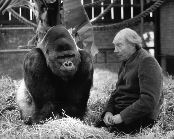 John Aspinall with his giant Silverback Gorrila ponders the problems of running his Zoo