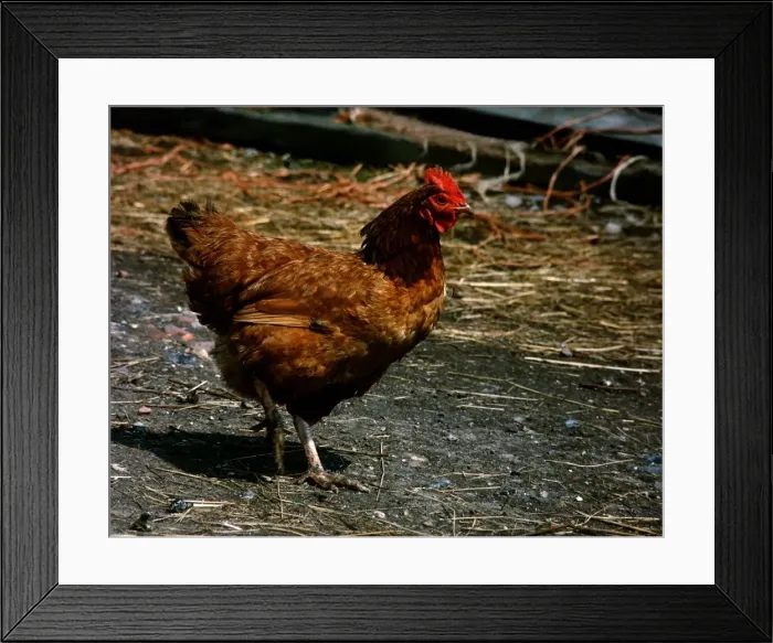 Framed Print : A free range chicken on walk about on his farm. 7th October 1989 Framed Print : A free range chicken on walk about on his farm. 7th October 1989