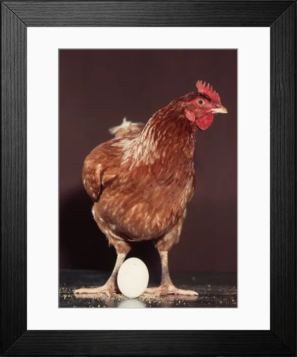 Framed Print : A Hen with an egg at its feet October 1976 Framed Print : A Hen with an egg at its feet October 1976