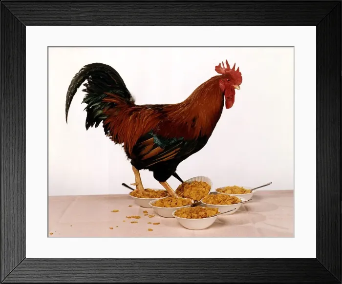 Framed Print : Rooster George taking part in the Big Breakfast Cornflake Test. Circa 1995 Framed Print : Rooster George taking part in the Big Breakfast Cornflake Test. Circa 1995