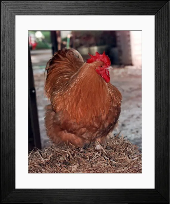 Framed Print : National poultry show supreme champion December 1998
