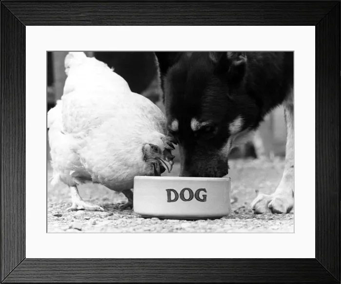 Framed Print : Chicken and Alsatian dog share a bowl of food. September 1977 Framed Print : Chicken and Alsatian dog share a bowl of food. September 1977