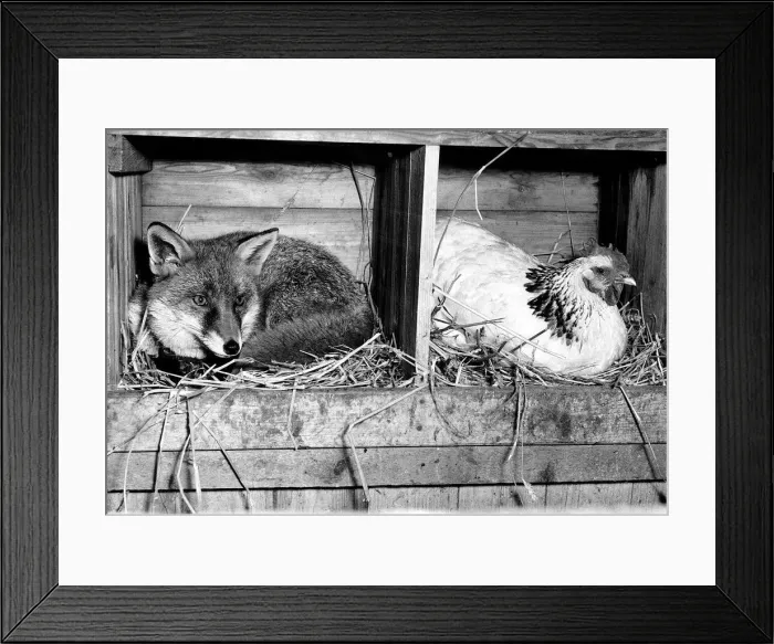 Framed Print : Charlie the fox is not concerned at all about sharing a hens roosting pen