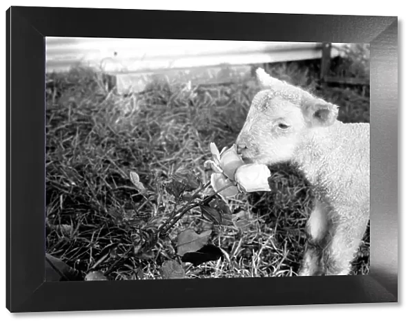 Animals - Flowers - Spring - Cute: Youngs lambs. December 1974 74-7623-010